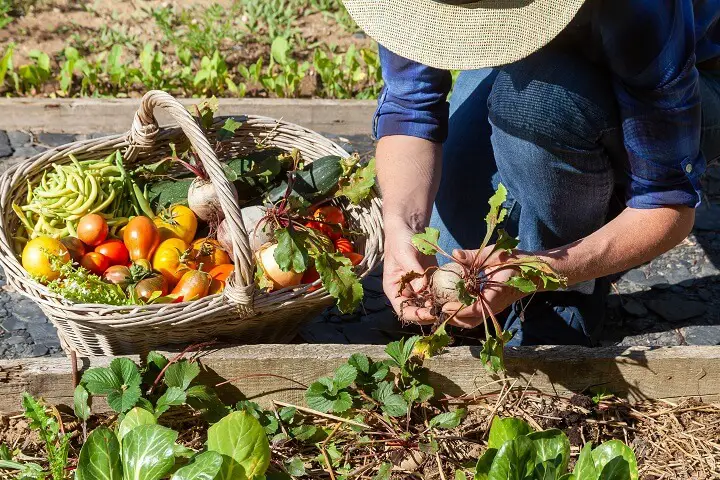 40 Essential Homestead Items for Beginners