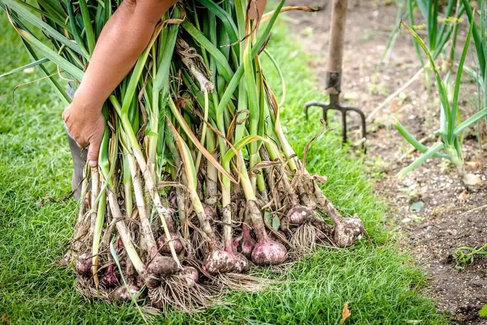 Garlic Harvest