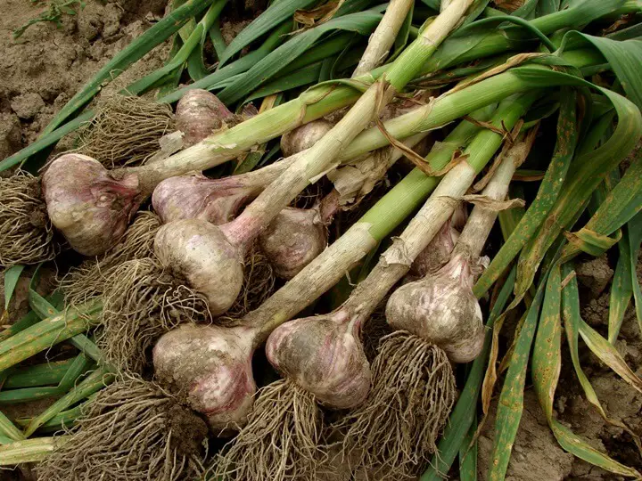 Garlic Harvest