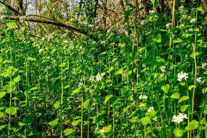 Garlic Mustard Growing Under Trees