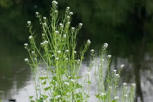 Garlic mustard