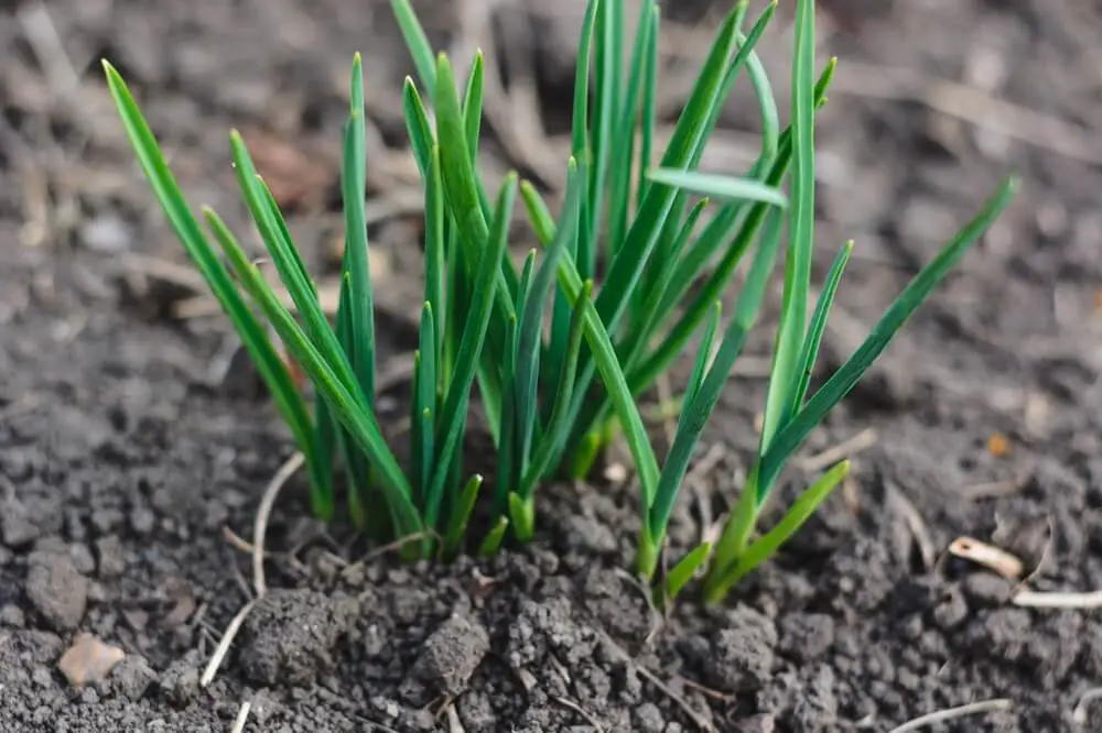 Garlic Plant in Garden