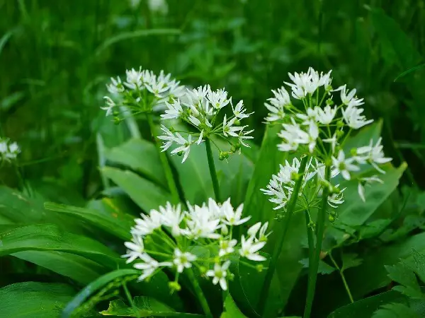 Garlic Plant