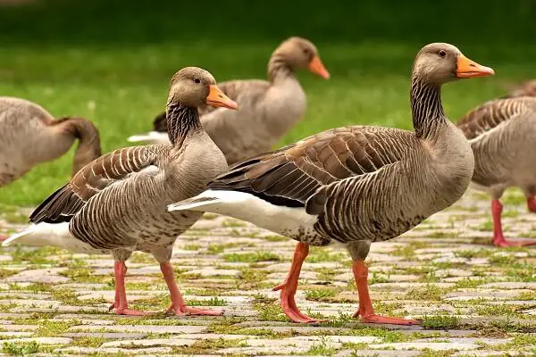 Geese