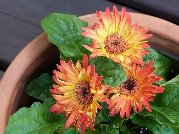 Gerbera Daisy Plant