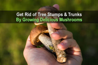 Get Rid of Tree Stumps & Trunks By Growing Delicious Mushrooms