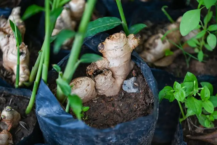 Ginger Plant in Pot