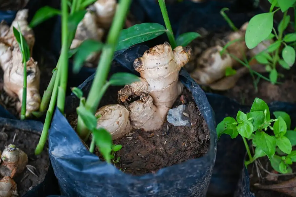 Ginger Root in Grow Bag