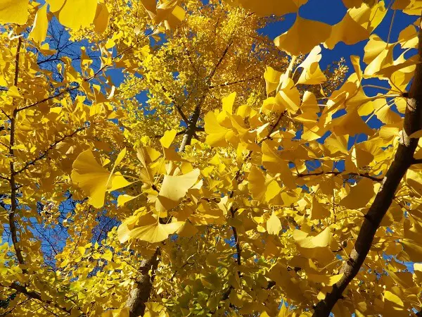 Ginko Tree