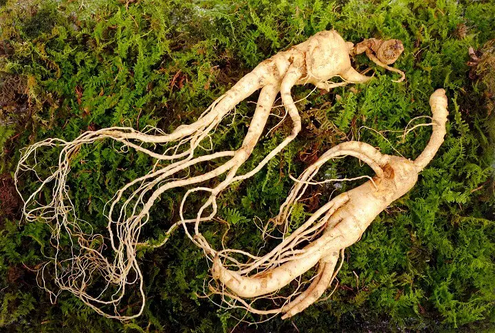 Ginseng Root On Ground