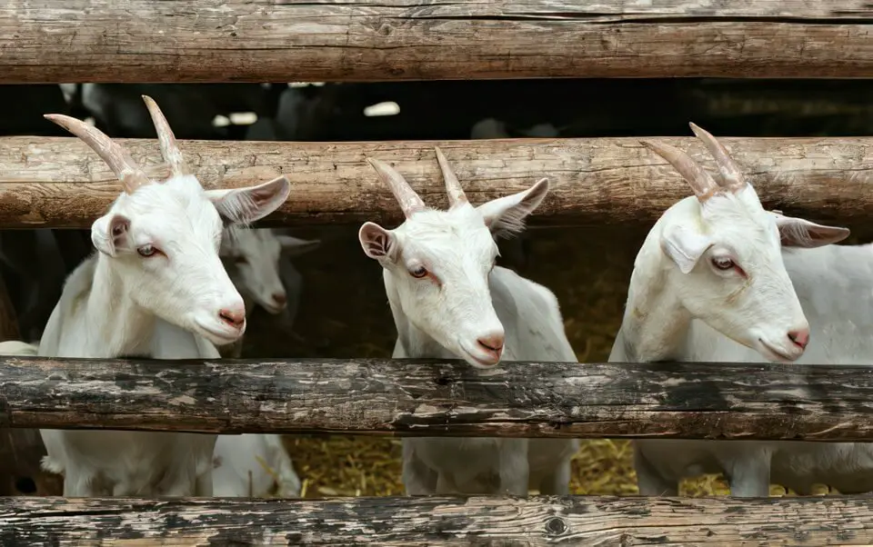 Goats By Fence