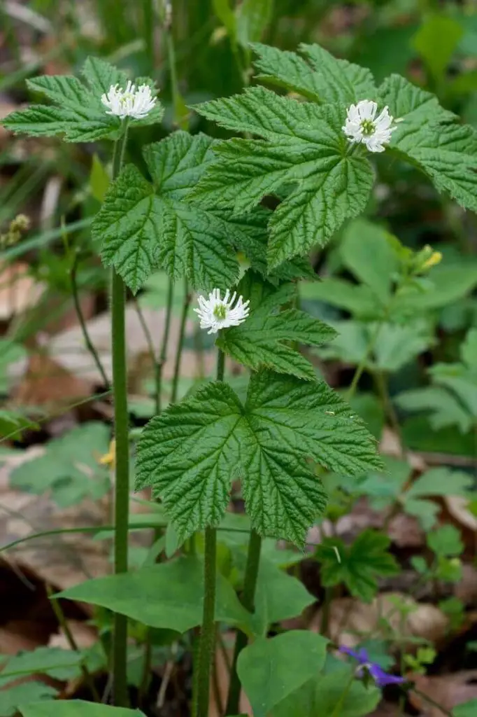 Goldenseal Plant and Flowers