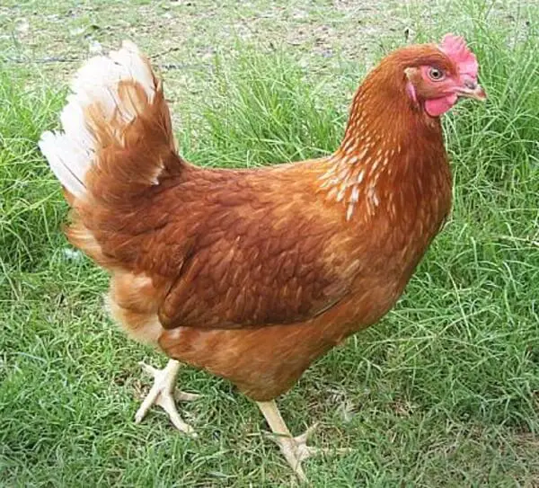 Golden Comet Hen