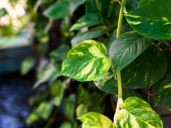 Golden Pothos Leaves