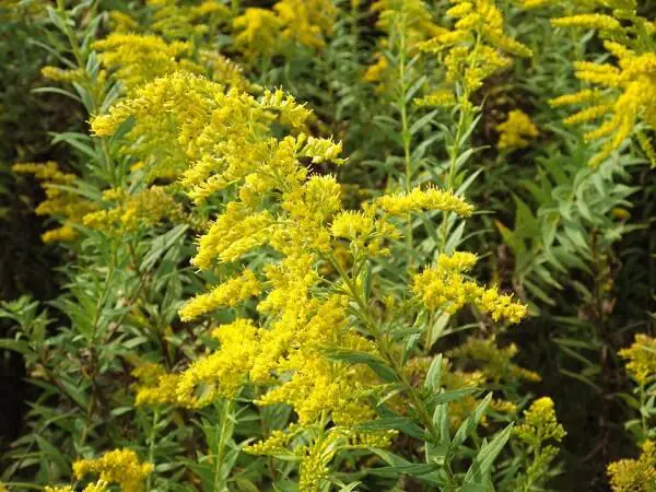 Goldenrod Flowers