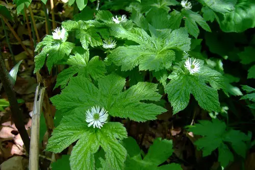 Goldenseal Plant