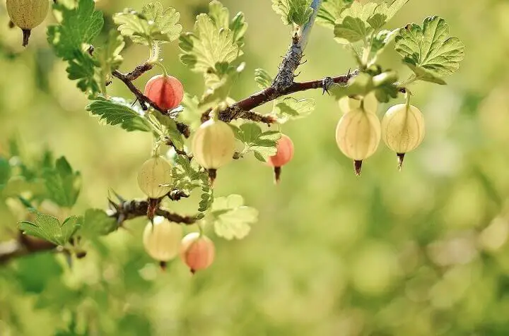 Gooseberry Fruits