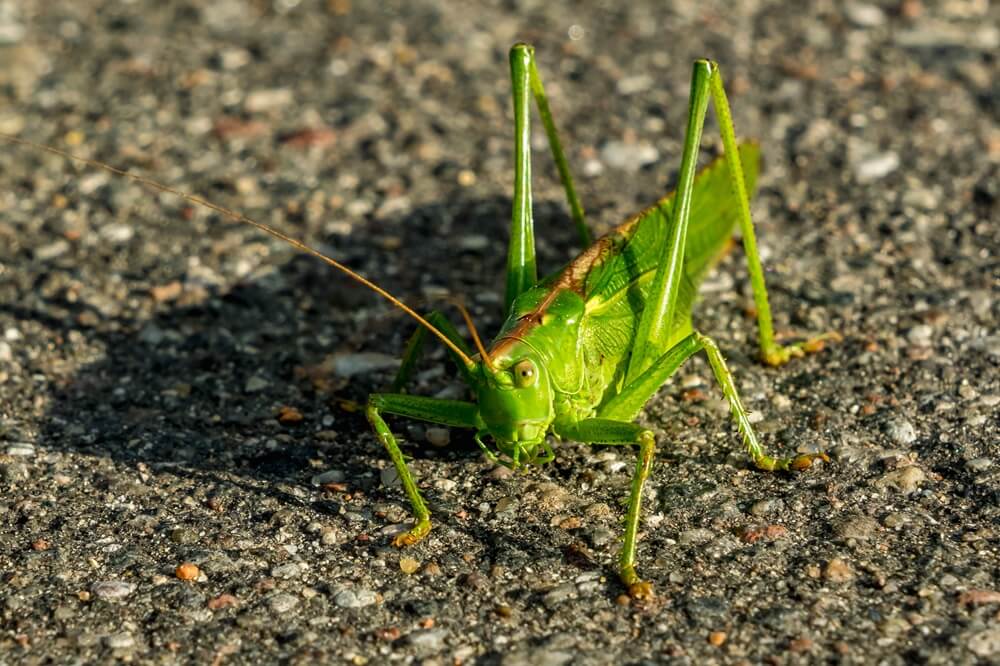 Grasshopper on Road
