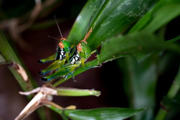 Grasshoppers on Leaf