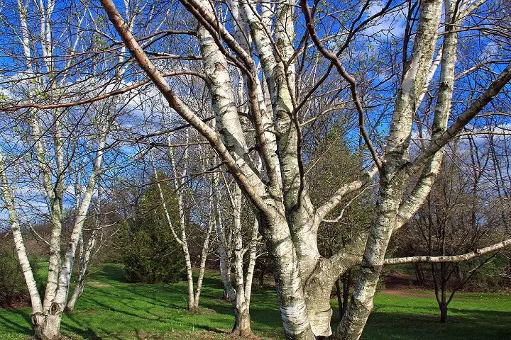 Gray Birch Trees In Park