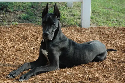 Great Dane