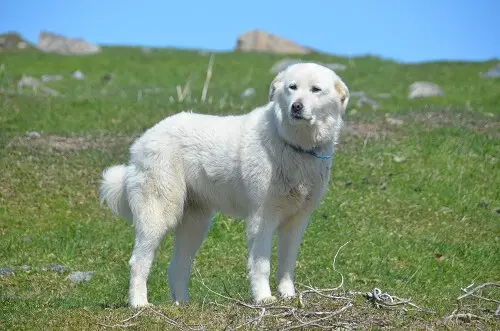 Great Pyrenees on Hillside