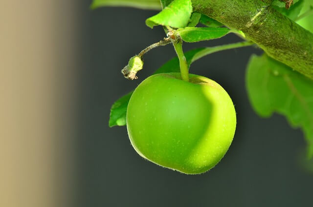 Green Apple on Tree