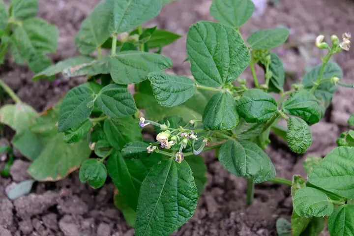 Green Bean Plant