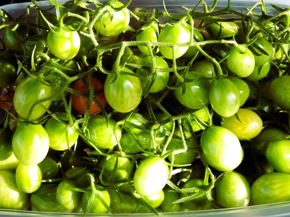 Green Grape Tomatoes