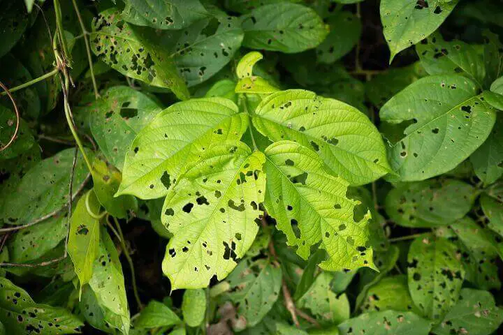 Green Leaves With Insect Holes