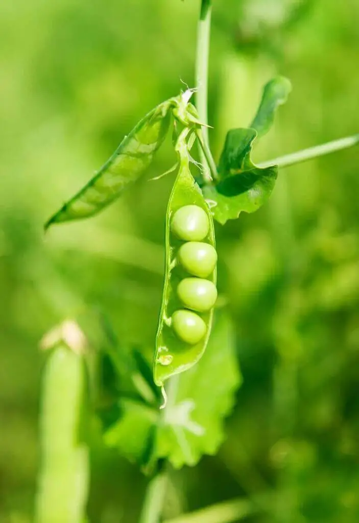 Green Peas In Garden