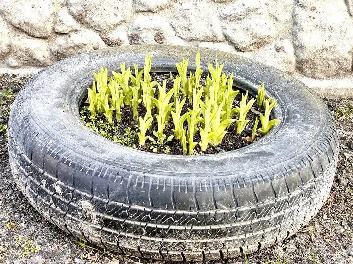 Green Sprouts in Old Tire