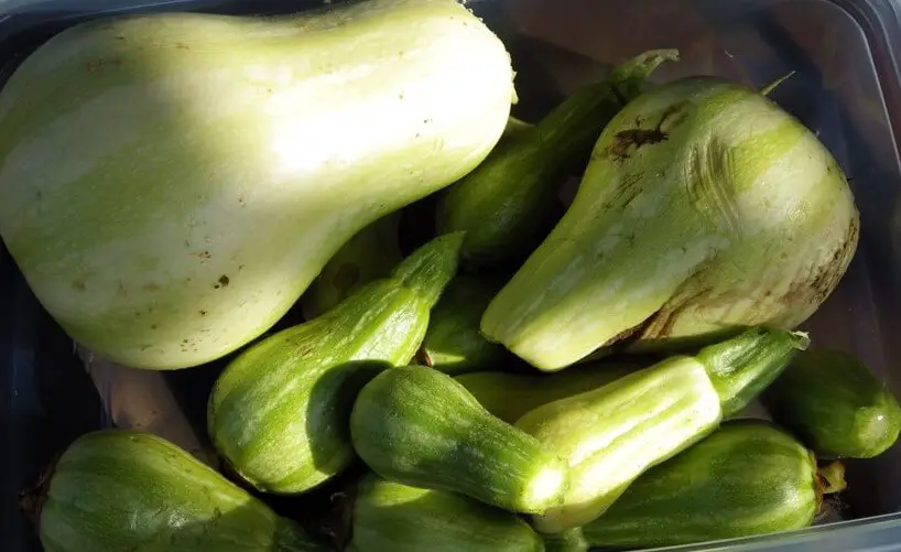 Green Squash