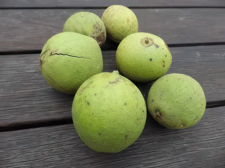 Green Walnuts