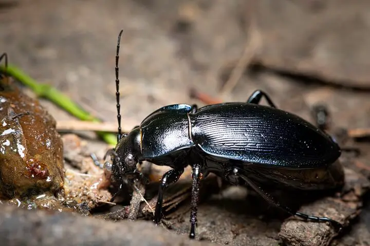 Ground Beetle