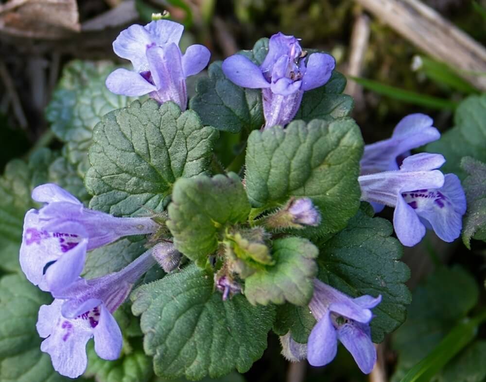 Ground Ivy Weed