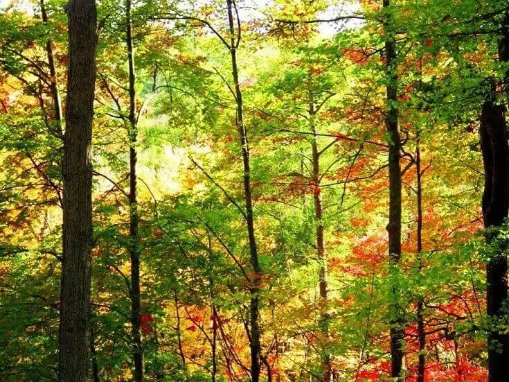 Grove Of Maple Trees