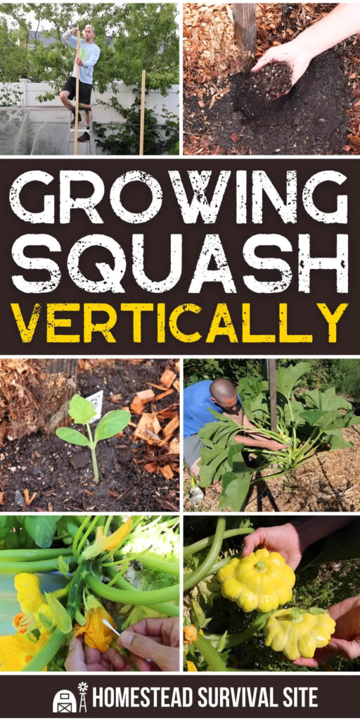 Growing Squash Vertically