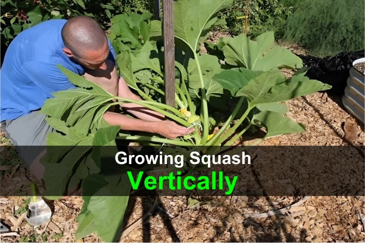 Growing Squash Vertically