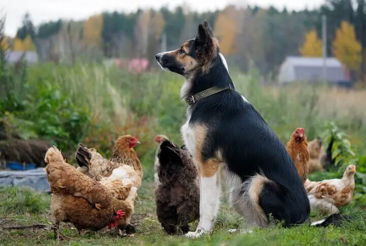 Guard Dog With Chickens