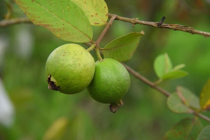 Guava Fruit