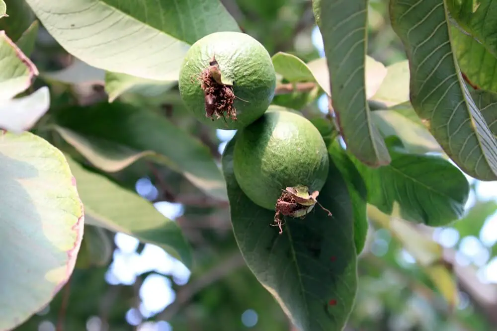 Guava Growing on Tree Branch