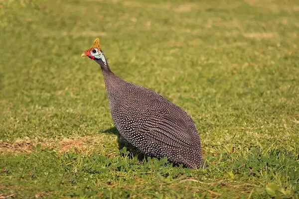 Guineas