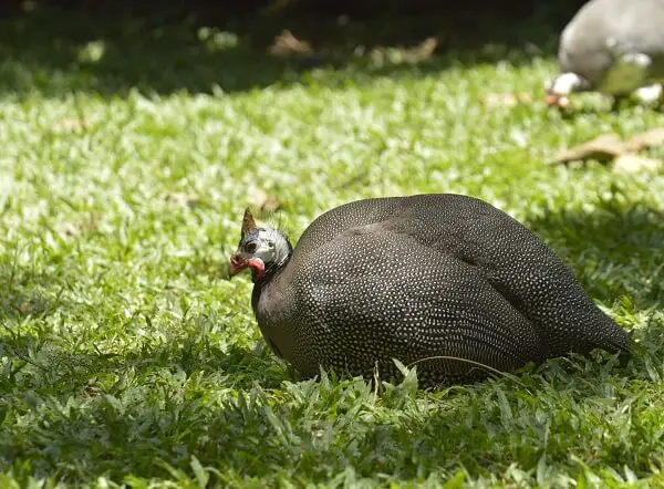 Guinea Hen