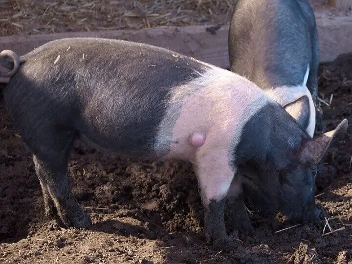 Hampshire Pig Breed