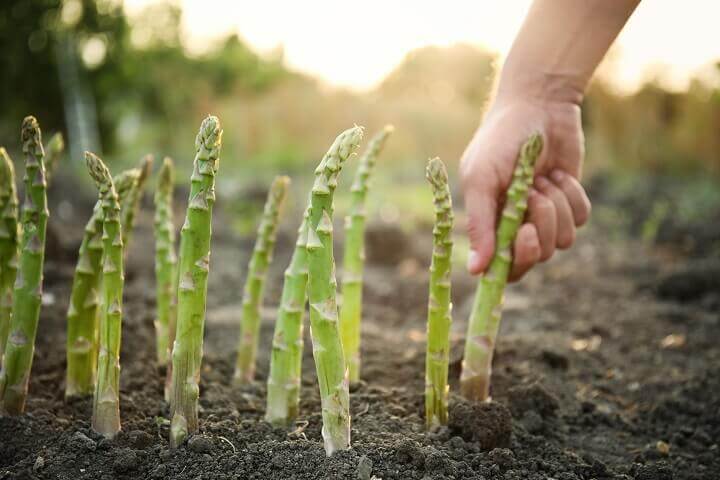 Hand Picking Fresh Asparagus