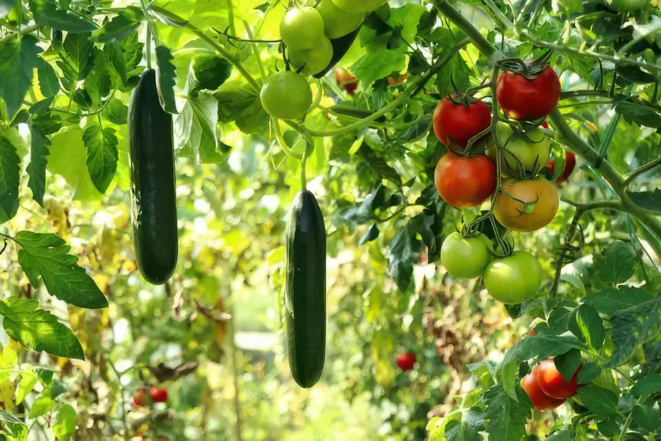 Hanging Vegetables