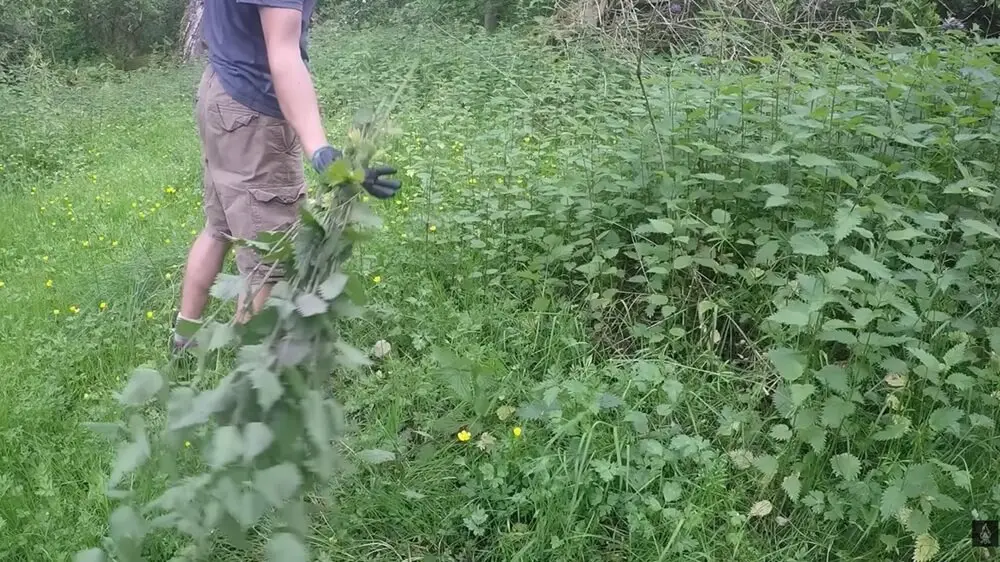 Harvesting Nettles