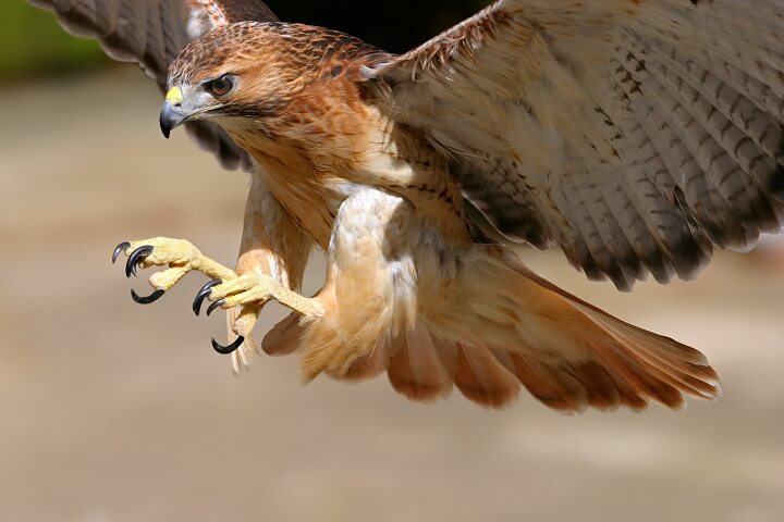 Hawk Attack