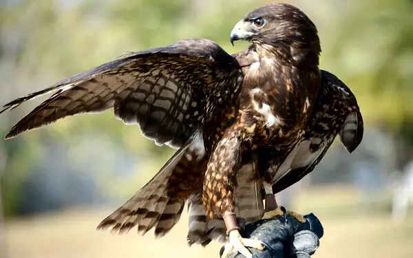 Hawk | Predators to Beware Of On Your Homestead